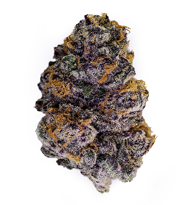 Biscuits Purple Punch Flower