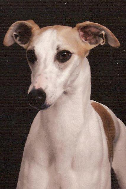 dodger-festiva-whippets