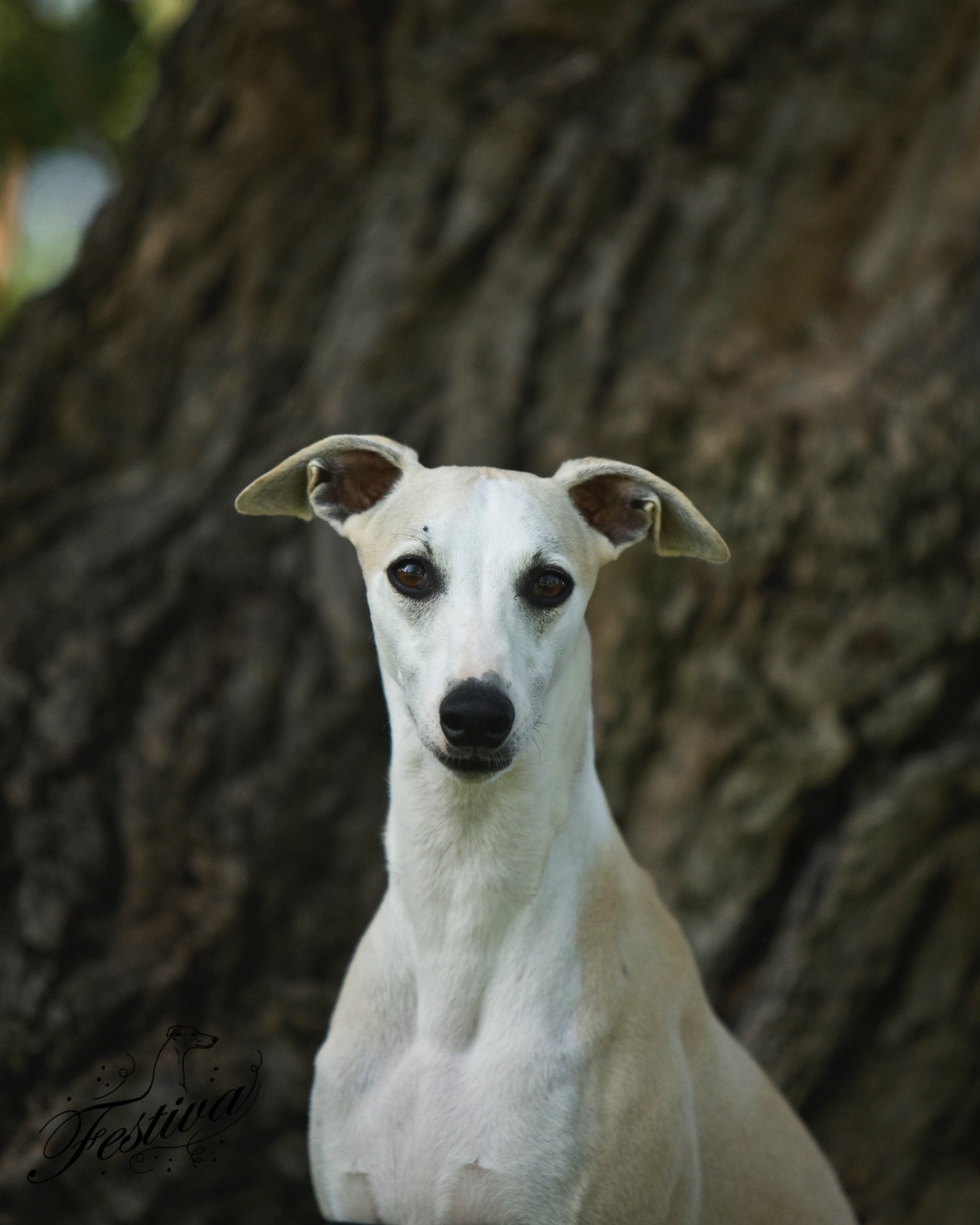 festiva-whippets-steven