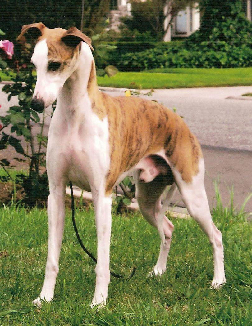 pittlyfancy